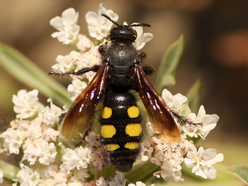 Scoliidae: Colpa sexmaculata? S.